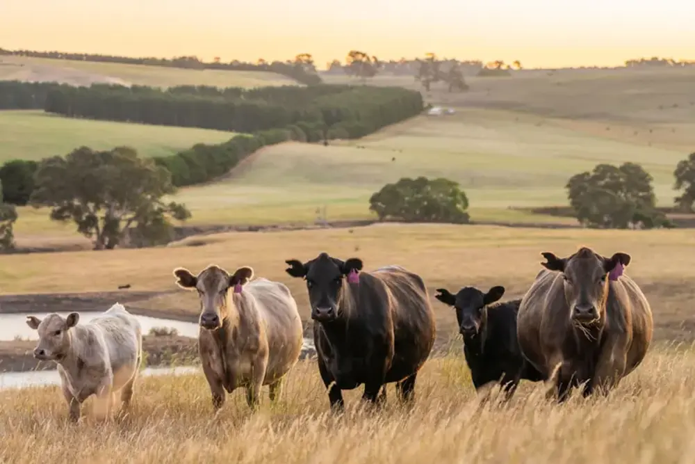 Casino cattle country in the Richmond Valley